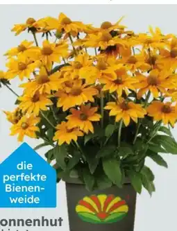 Globus Baumarkt Garten-Sonnenhut Rudbeckia hirta Angebot