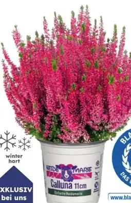 Globus Baumarkt Knospenheide Angebot