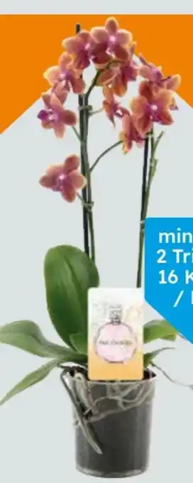 Globus Baumarkt Duftorchidee Angebot