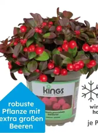 Globus Baumarkt XL Scheinbeere Angebot