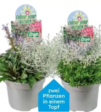 Globus Baumarkt Beetpflanzen Duo Angebot
