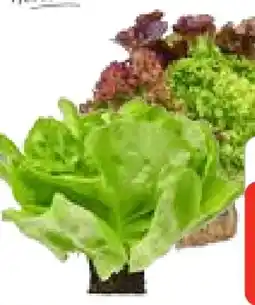 Edeka Edeka Herzstücke Ballensalat Mix Angebot