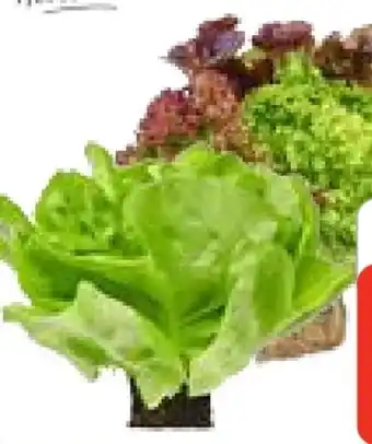 Edeka Edeka Herzstücke Ballensalat Mix Angebot