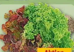 REWE Wurzelsalat Salattrio Angebot