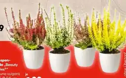 Hellweg Knospenheide Beauty Ladies Angebot