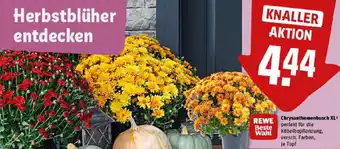 REWE Chrysanthemenbusch XL Angebot
