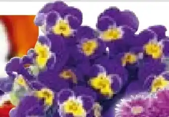 Hellweg Hornveilchen Angebot