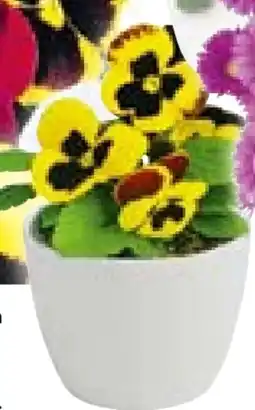 Hellweg Stiefmütterchen Angebot