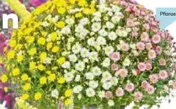 Hellweg Chrysanthemen-Büsche-Trio Angebot
