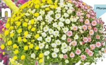 Hellweg Chrysanthemen-Büsche-Trio Angebot