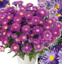 Hellweg Herbstaster Angebot