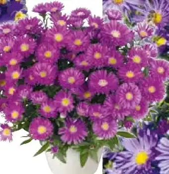 Hellweg Herbstaster Angebot