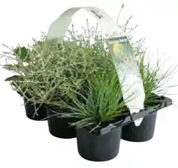 Hellweg Herbstpflanzen Silberner Herbst Angebot