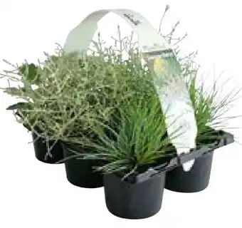 Hellweg Herbstpflanzen Silberner Herbst Angebot