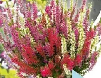 Hellweg Knospenheide Trio Angebot