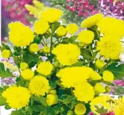Hellweg Chrysantheme Angebot