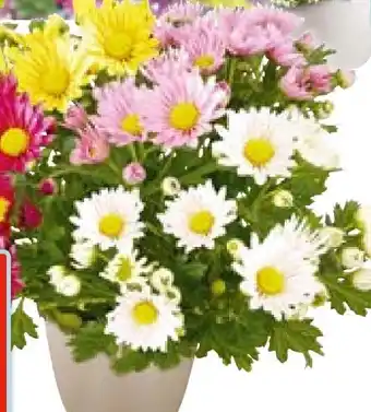 Hellweg Chrysantheme Quattro Angebot