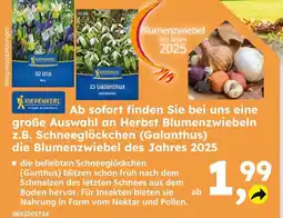 Globus Baumarkt Kiepenkerl 10 iris Angebot