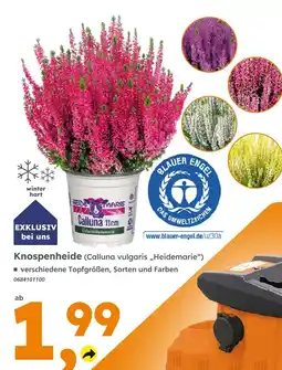 Globus Baumarkt Heidemarie knospenheide Angebot