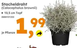 Globus Baumarkt Stacheldraht (calocephalus brownii) Angebot