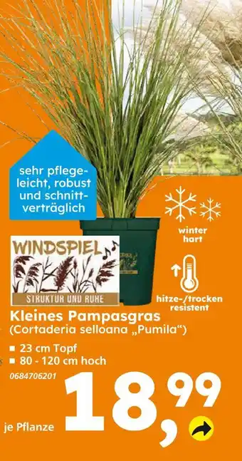 Globus Baumarkt Windspiel kleines pampasgras Angebot