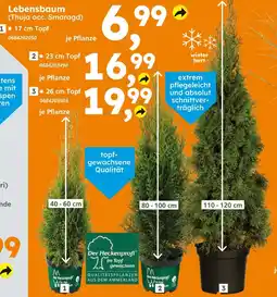 Globus Baumarkt Der heckenprofi lebensbaum Angebot