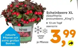 Globus Baumarkt Kings scheinbeere xl Angebot
