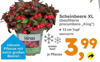 Globus Baumarkt Kings scheinbeere xl Angebot