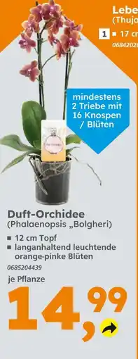 Globus Baumarkt Duft-orchidee (phalaenopsis 'bolgheri') Angebot