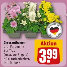 REWE Chrysanthemen Angebot