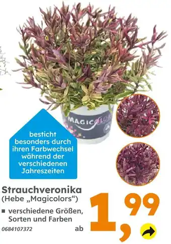 Globus Baumarkt Strauchveronika (hebe 'magicolors') Angebot