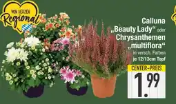 Edeka Calluna 'beauty lady' oder chrysanthemen 'multiflora' Angebot
