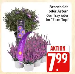 Marktkauf Besenheide Angebot