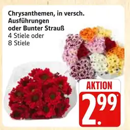 Marktkauf Chrysanthemen Angebot