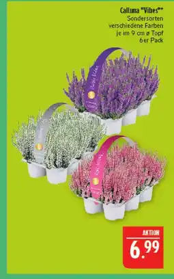 Marktkauf Calluna vibes Angebot