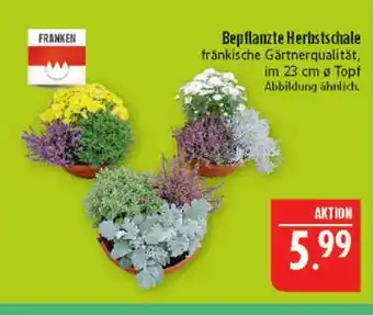 Marktkauf Franken bepflanzte herbstschale Angebot