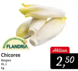 KONSUM FLANDRIA Chicoree Angebot