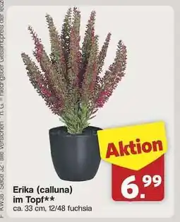 Famila Nord Ost Erika (calluna) im Topf Angebot