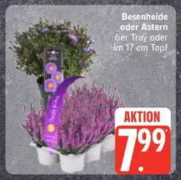 Edeka Besenheide oder Astern Angebot