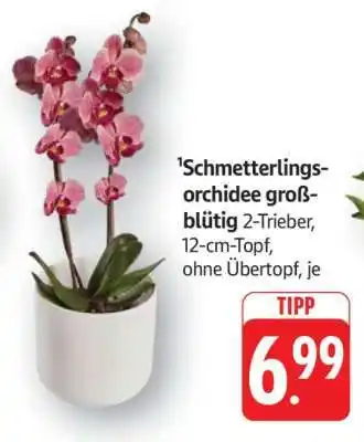 Edeka Schmetterlingsorchidee großblütig Angebot