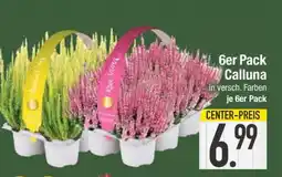 Edeka 6er Pack Calluna Angebot