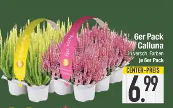 Edeka 6er Pack Calluna Angebot