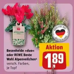 REWE Besenheide duo oder REWE Beste Wahl Alpenveilchen Angebot