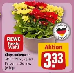 REWE Chrysanthemen Mini Mix Angebot