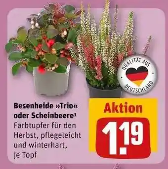 REWE Besenheide Trio oder Scheinbeere Angebot
