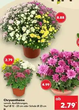 Kaufland Chrysantheme Angebot