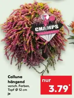 Kaufland Calluna hängend Angebot