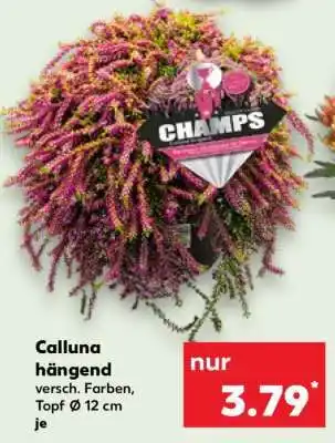 Kaufland Calluna hängend Angebot