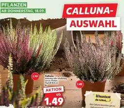 Kaufland Calluna Angebot
