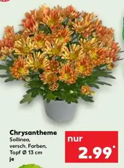 Kaufland Chrysantheme Angebot
